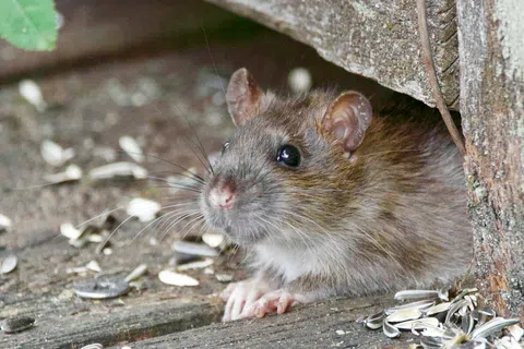 Close-up of a brown rat peeking from under a wooden structure with sunflower seed shells scattered nearby