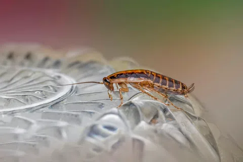 Close-up of a brown cockroach walking on a textured glass surface with a blurred background.