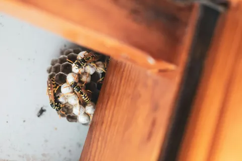 Close-up of wasps building a nest with hexagonal cells inside a wooden structure corner.
