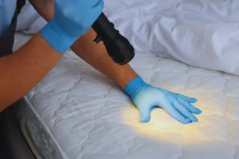 Person wearing blue gloves inspecting mattress for bed bugs with flashlight shining on surface.
