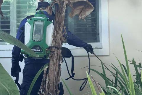 Worker wearing blue uniform spraying pesticide on plants and window with green Cyclone 3 backpack sprayer.