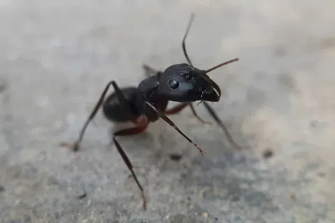 Close-up of a black ant walking on a rough concrete surface with a blurred background.