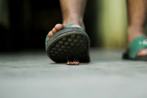 Person wearing green sandals about to step on a dead cockroach on the floor