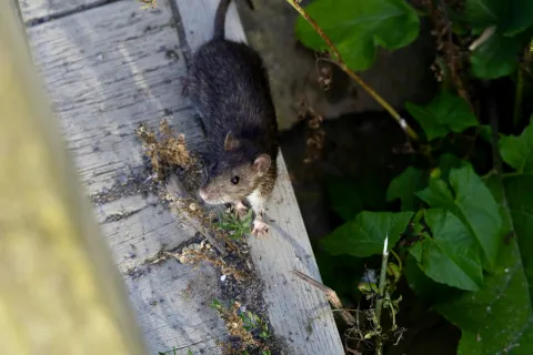 Brown rat on weathered wooden surface next to green leafy plants in outdoor natural setting.