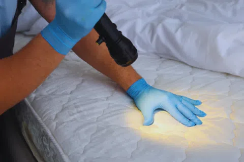 Person wearing blue gloves inspecting mattress surface with flashlight for bed bugs or stains.
