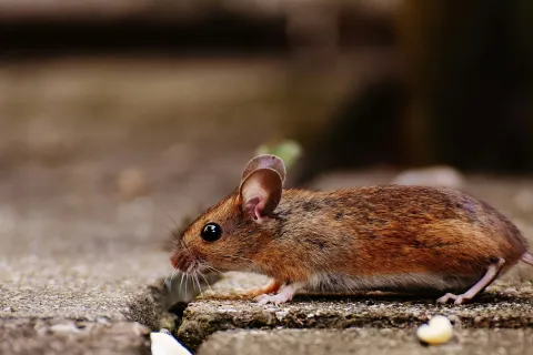 Close-up of a brown mouse walking on a rough stone surface with scattered food pieces.