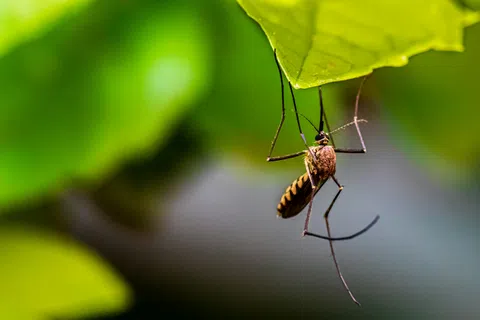 Close-up of a mosquito hanging upside down from a bright green leaf with blurred background.