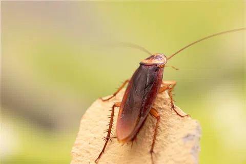 Are Palmetto Bugs Just Big Roaches? What Broward Homeowners Should Know