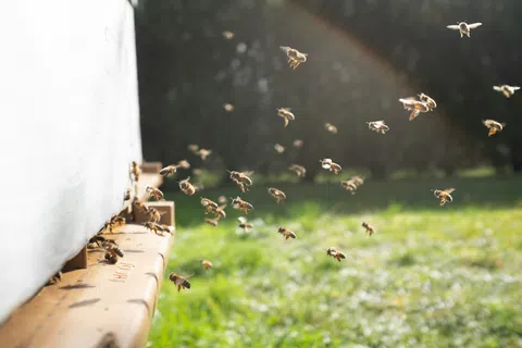 Bees flying around and entering a wooden beehive in a sunlit green garden environment.