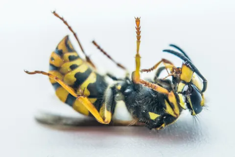 Close-up of a dead yellow and black wasp lying on its back on a white surface