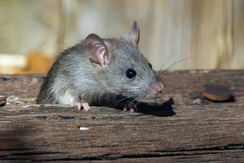 Close-up of a grey mouse with black eyes on weathered wooden surface with blurred background
