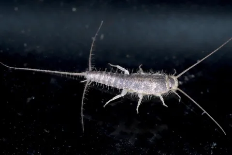 Close-up of a silverfish insect with long antennae and bristly body on a dark surface.