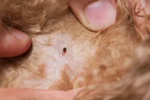 Close-up of a tick embedded in a dog's skin with surrounding reddish irritation and fur parted by human fingers