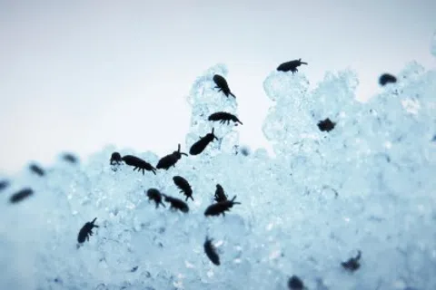 Close-up of small black insects crawling on translucent ice crystals against a pale background.