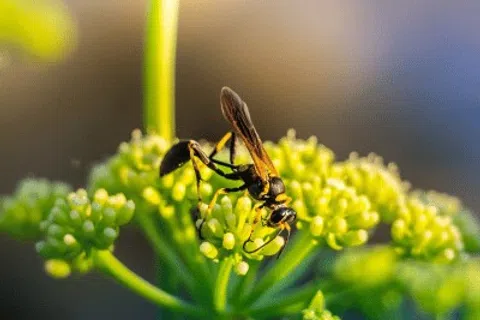 Close-up of a black and yellow wasp perched on small green flower buds in soft natural light