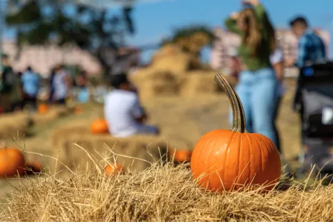 Bright orange pumpkin on hay bale at a sunny outdoor pumpkin patch with people in the background.
