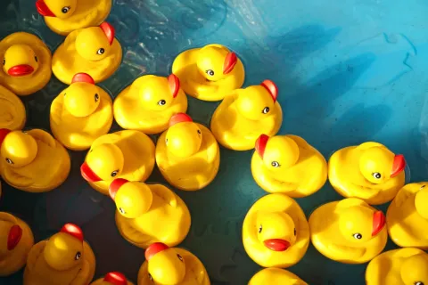 11th Annual Lucky Ducky Race for Pace
