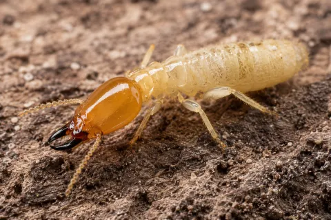 Close-up of a termite with translucent body and amber head on textured soil surface.
