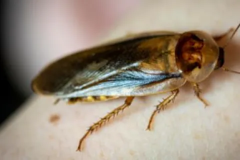 Close-up of a brown cockroach on pale skin showing detailed wings and legs