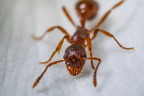 Close-up of a reddish-brown ant on a light textured surface showing its head and antennae in focus.