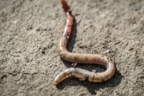 Close-up of a brown earthworm crawling on dry soil with visible segments and texture.