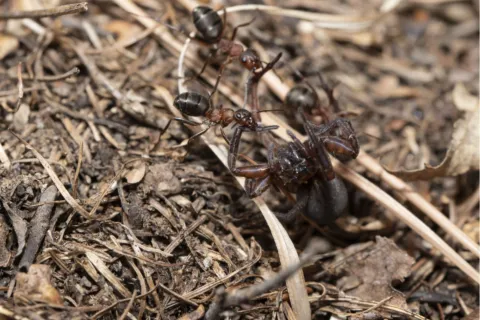 Several black ants carrying a larger dead insect over dry leaves and twigs on forest floor.