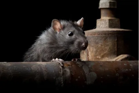 Close-up of a small black rat on a rusted pipe against a dark background.