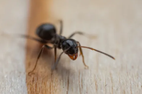 Close-up of a black ant on a wooden surface showing detailed head, antennae, and mandibles.