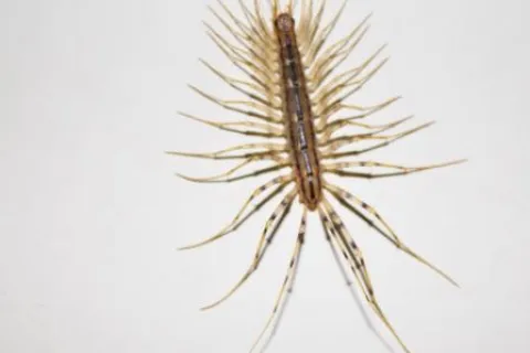 Close-up of a brown house centipede with long legs spread on a white background