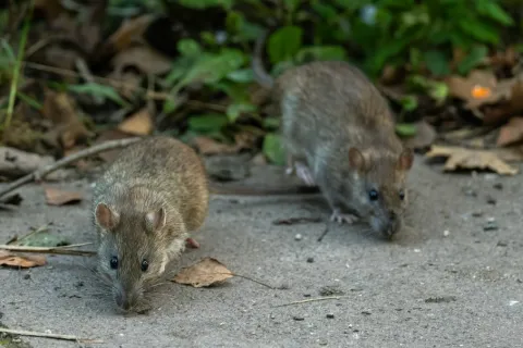 Two brown rats scavenging on a concrete path surrounded by leaves and green plants.