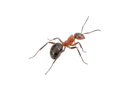 ant