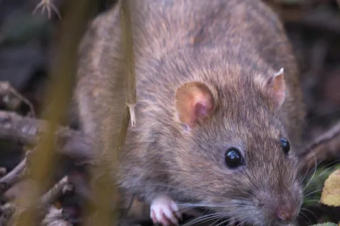 Close-up of a brown rat with black eyes among branches and leaves in a natural outdoor setting