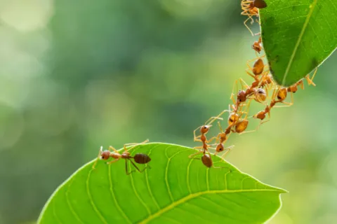 a close up of a bug