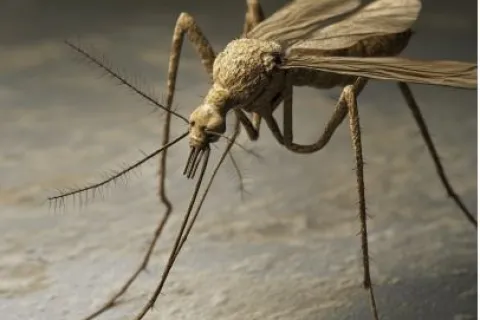 a close up of a bug