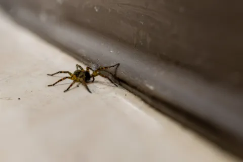 Close-up of a small spider on a floor corner near a brown wall baseboard in soft focus.