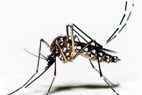 mosquito bite control treatment