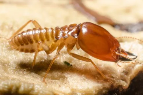 Close-up of a brown termite on a wooden surface showing detailed body segments and mandibles.
