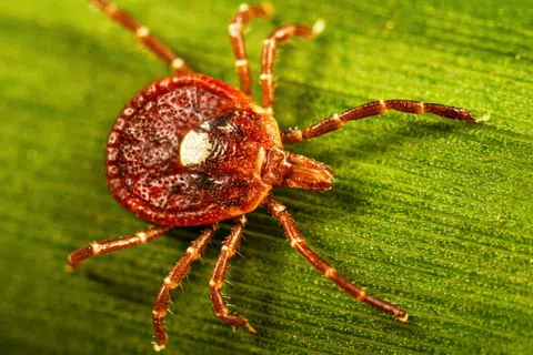 Close-up of a red tick on a green leaf showing detailed body and legs under natural light.