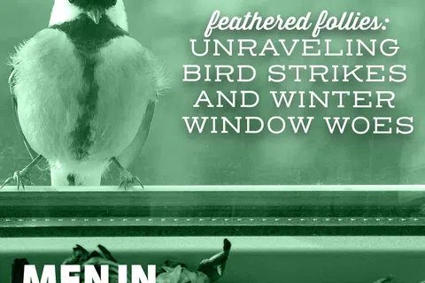 Feathered Follies: Unraveling Bird Strikes and Winter Window Woes