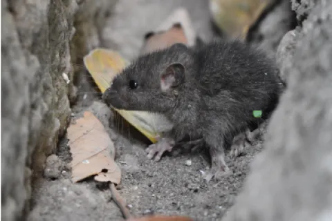 Ways to Keep Mice from Taking Over Your Home