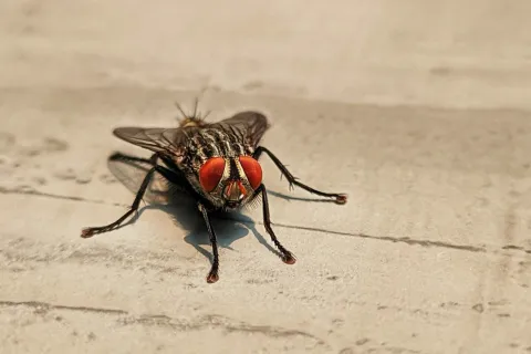 How to Keep Flies Out of Your Home