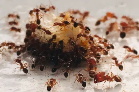 7 Common Pests Found in Homes and How to Identify Them