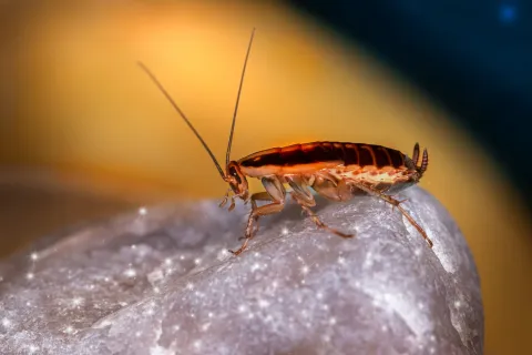 Cockroach Adaptations: How They’ve Survived For Millions of Years