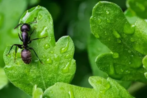 Close-up of a black ant on a green leaf covered with water droplets in natural light.