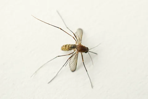Close-up of a brown mosquito with transparent wings resting on a white surface.