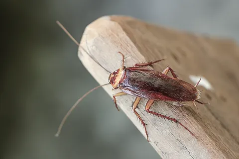 Close-up of a cockroach resting on a wooden surface, showcasing its detailed anatomy and natural habitat.