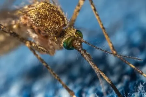 Health Threats Posed by Pests