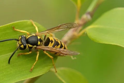 6 Facts You Should Know About Wasps: Insights from Mission Pest Control