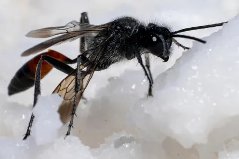 Essential Winter Pest Control Strategies for a Pest-Free Home