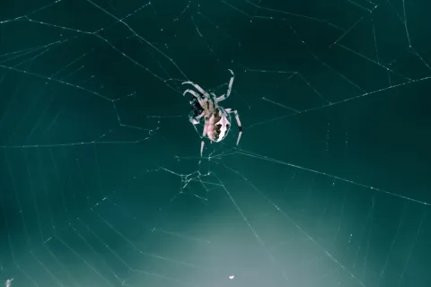 How to Get Rid of Spiders